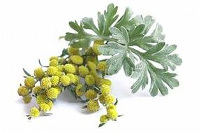 extrait d'absinthe dans NEOflorax